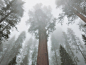 红杉树是这个地区的特色物种，它们可以长到20层楼那么高。