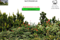 Bushes PNG by Jean52