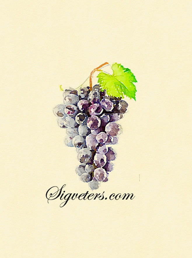 喜欢吃的水果 葡萄 手绘复古水彩插画