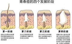 SN素材馆采集到肌肤组织