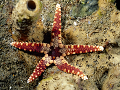 追梦踏浪采集到生物