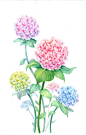 花 png 素材 免扣