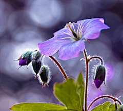 菊苑逸馨采集到花儿