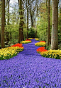 [图花海]荷兰Keukenhof公园的紫蓝色花海 - 流年伴夏