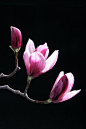 花,枝,花朵,部分,花瓣_948a4639e_创意图片_Getty Images China
