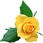 yellow rose