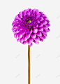 紫色植物卷起来的一朵大花实物 香味 元素 免抠png 设计图片 免费下载 页面网页 平面电商 创意素材