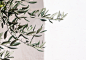 OLIVE TREES OF PUGLIA PRINT // burrow28