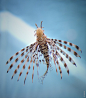 standavis:

I’m flying A lionfish in Crescent Mall aquarium, Vietnam. I stood in front of this aquarium tank for hours to photograph these lionfishes and the security guards of this mall walked around me a lot. Maybe they thought that I intended to steal 