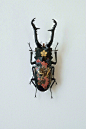 甲虫壳上的艺术。作者：Akihiro Higuchi ​​​​