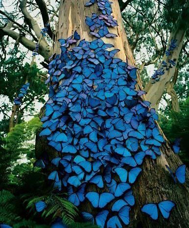 蝴蝶树，据说看到的人会有好运 