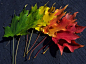 唯美图片：叶子的色彩 (9)