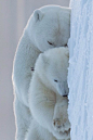 Sleeping Polar Bear and cub   (by Tin Man): 