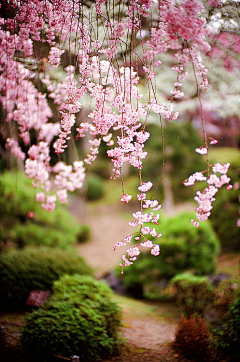 江南雨3采集到院落花