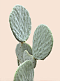 Cactus: #仙人掌