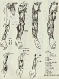 臂部主要肌肉