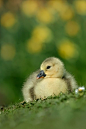 Newborn gosling