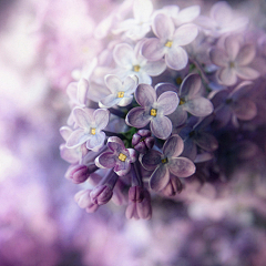 流年色玥落倾城采集到百花物语——丁香花