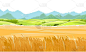 麦田。农村的风景。草甸山和牧场。谷物穗:大麦，黑麦。夏日田园风光。地平线上有山。插图。向量