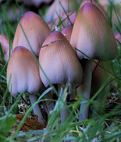 浅眠采集到Gu菇の蘑