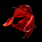 Photograph Red Siamese Fighting Fish, Betta Splendens by visarute angkatavanich on 500px