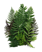 ferns (mary jo hoffman): 