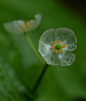 #奇花异草# 山荷叶（diphylleia grayi），因其直径两英尺的大叶子而得名， 春天开白色花，花后结蓝灰色果子。有趣的是它的白色花瓣遇水会变透明，因此又有一个别号Skeleton Flower (骷髅花）。 山荷叶原产日本和中国，适合植物区5-9， 喜阴。