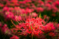 曼珠沙華/Red spider lily (by dice-kt)