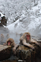 “泡温泉的雪猴”惬意哇！！