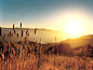 Sun hills landscapes spikelets sunrise wallpaper (#18041) / Wallbase.cc