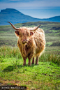 苏格兰长毛牛1