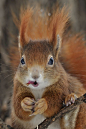 loveforearth: “Squirrel Tongue Twister” by Josef Gelernter
