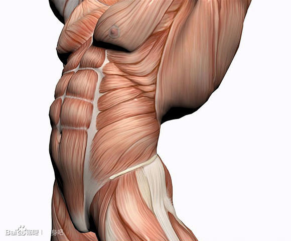 收集整理一组人体和动物的骨骼肌肉结构图_...