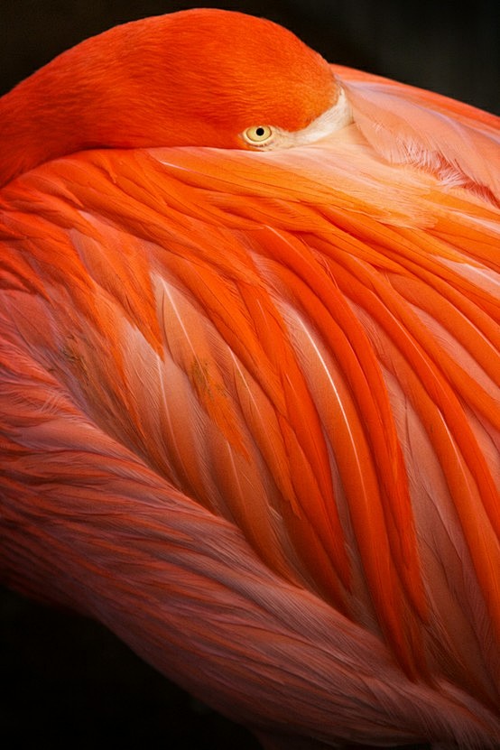 Flamingo // Vergil K...