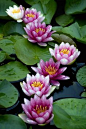 water lilies