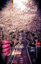 Sakura in Shibuya : Explore ·Nico· photos on Flickr. ·Nico· has uploaded 698 photos to Flickr.