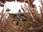 西安青龙寺樱花。