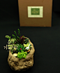 雀与虫 多肉水木三秋北京创意礼物办公室绿植植物桌面盆栽组合-淘宝网