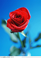 花艺摆设-一朵漂亮的红玫瑰