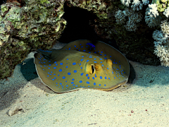 追梦踏浪采集到生物