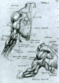 SIMONE BIANCHI - ANATOMICAL DRAWINGS