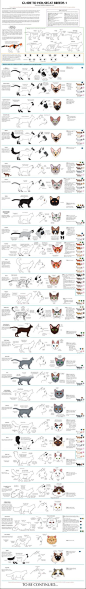 【动物教程】超级详细的猫科动物绘画大全！推荐给大家！