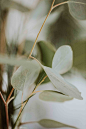 20+ Plant Pictures | Download Free Images on Unsplash : Download the perfect plant pictures. Find over 100+ of the best free plant images. Free for commercial use ✓ No attribution required ✓ Copyright-free ✓