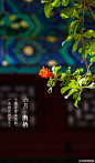 千檐青碧金彩黯，一朵榴花燃夏天。#紫禁城岁时#虽然在北方没有“连雨不知春去，一晴方觉夏深”的感受，但六月的京城，也渐渐地炎热起来。紫禁城过了花季，归于平静，植被迎来了繁茂的生长，零星的小花点缀枝头。避于荫下，享【六月•幽栖】，不禁感叹：“人皆苦炎热，我爱夏日长。”