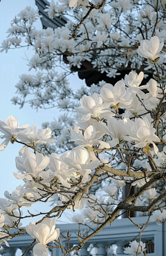 沐镜非采集到梅花海棠