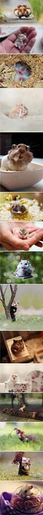 可爱的仓鼠宝宝 主题宠物摄影欣赏 - 苏打苏塔设计量贩铺