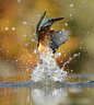 苏格兰摄影师Alan McFadyen为了拍出心中的「Perfect Shot」，他花了六年的时间，经过72万张片的等待与努力，终于拍出这张几近零缺点的作品！