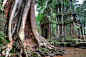 塔普伦庙和树。吴哥窟，柬埔寨