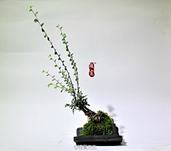 chen·J－榮采集到微景植物