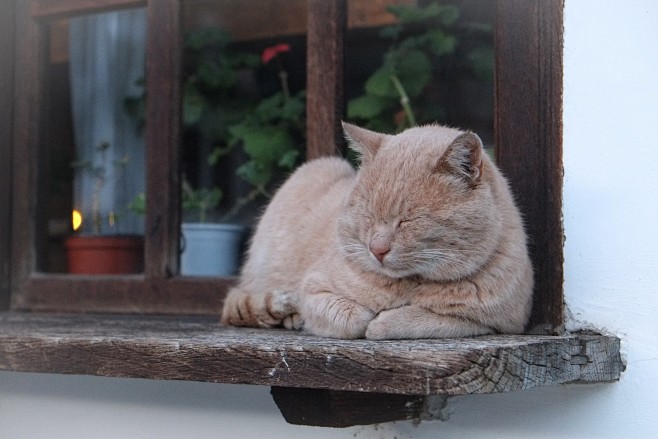 Sleeping cat on wind...